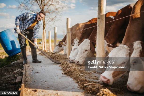 man works on a cow farm - mating stock pictures, royalty-free photos & images