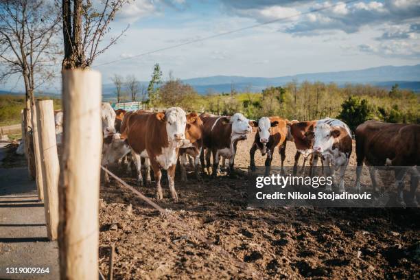 a herd of cows - hereford cow stock pictures, royalty-free photos & images