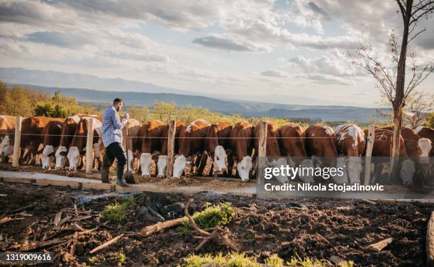 homem trabalha em uma fazenda de vacas - criador de animais - fotografias e filmes do acervo