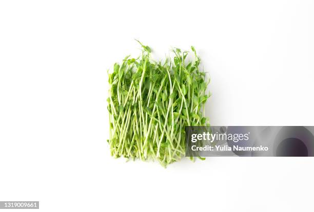 pea sprouts, fresh peas microgreen - grass pile white background stock-fotos und bilder