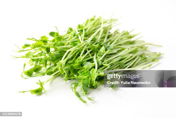 pea sprouts, fresh peas microgreen - taugé stockfoto's en -beelden