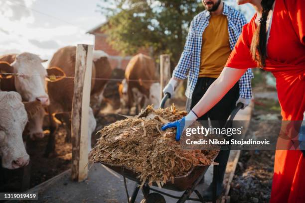 man and woman workers working on diary farm - dairy cattle stock pictures, royalty-free photos & images