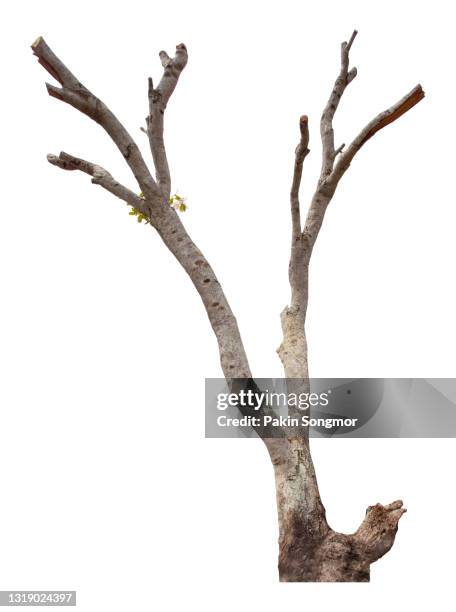 bare tree against isolated on white background. - kale boom stockfoto's en -beelden