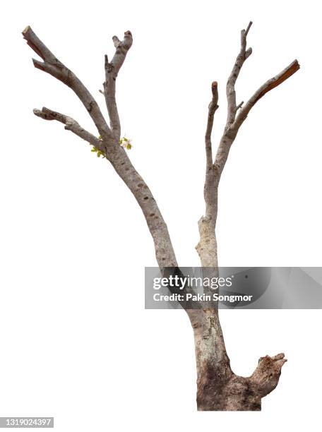 bare tree against isolated on white background. - limb stock pictures, royalty-free photos & images