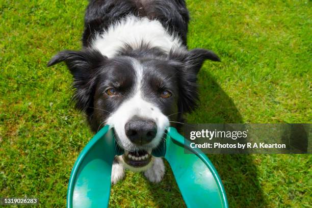 border collie playing tug with a green frisbee - collie fotografías e imágenes de stock