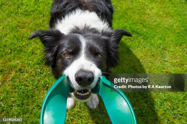 border collie playing tug with a green frisbee - border collie stock pictures, royalty-free photos & images