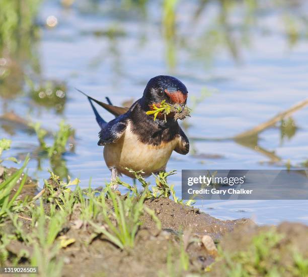 swallow [hirundo rustica] - barn swallow stockfoto's en -beelden
