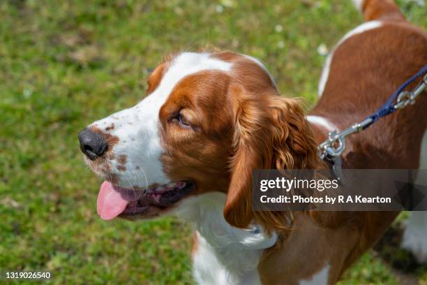 welsh spring spaniel - spaniel stock pictures, royalty-free photos & images