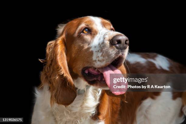 welsh spring spaniel - hairy old man stock-fotos und bilder