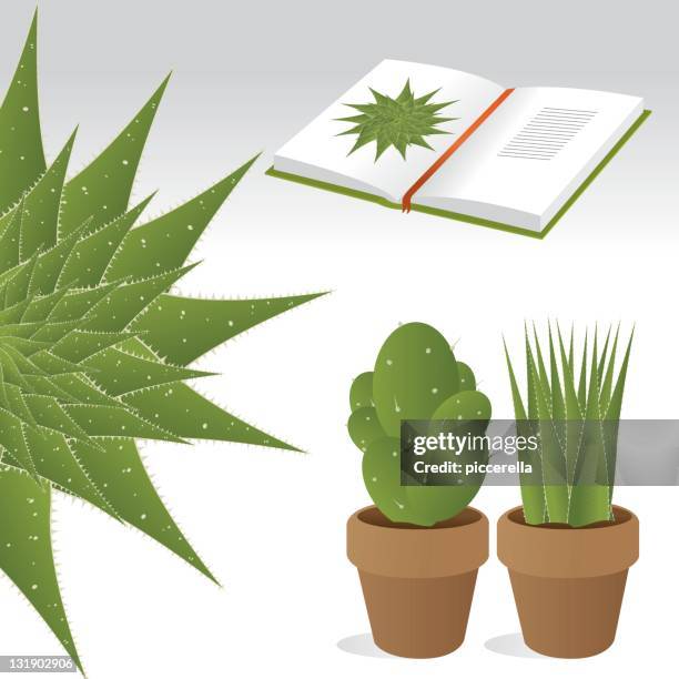 potted plants - field guide book vector stock illustrations