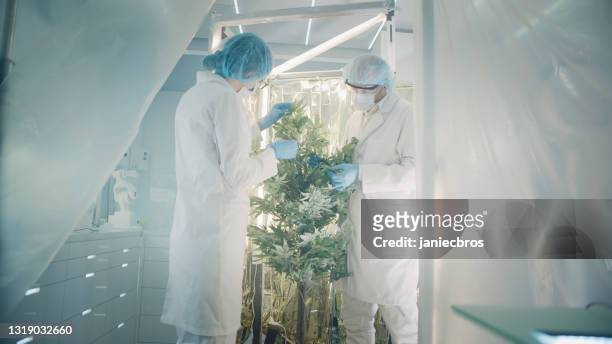 wissenschaftler in sauberen mänteln überprüfen medizinisches marihuana. kommissionieren von proben aus einer anlage. - marijuana plant stock-fotos und bilder
