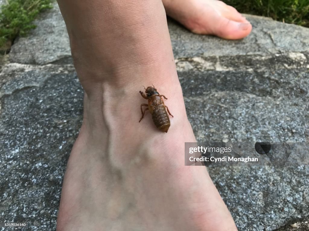 Cicada Nymph Crawling up a Man's Foot, Brood X Cicadas Crawl all over His Hands, 17 Year Cicadas, Periodical Cicada