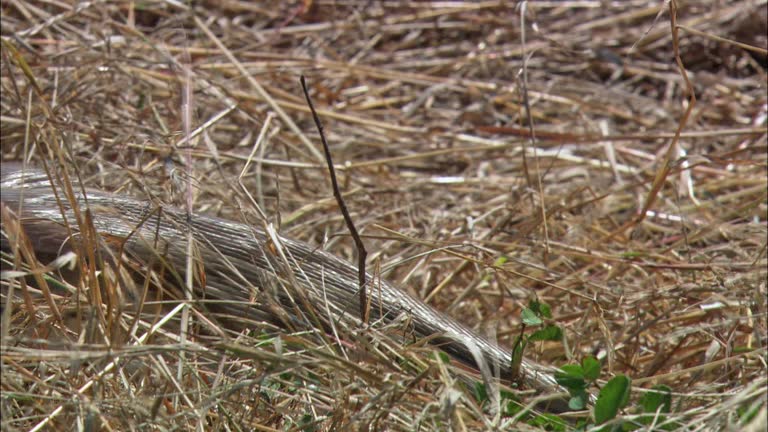 Queen Python Snake 22 Queen Snake Stock Videos, Footage, & 4K Video Clips - Getty Images