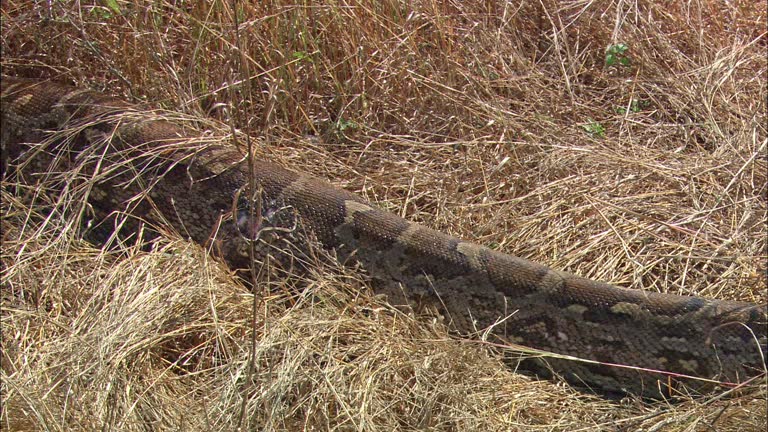 Queen Python Snake 22 Queen Snake Stock Videos, Footage, & 4K Video Clips - Getty Images