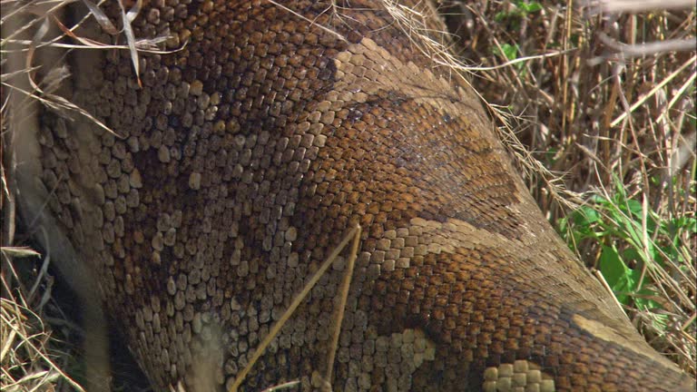 Queen Python Snake 22 Queen Snake Stock Videos, Footage, & 4K Video Clips - Getty Images