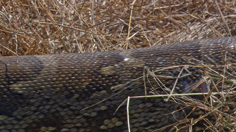 Queen Python Snake 22 Queen Snake Stock Videos, Footage, & 4K Video Clips - Getty Images