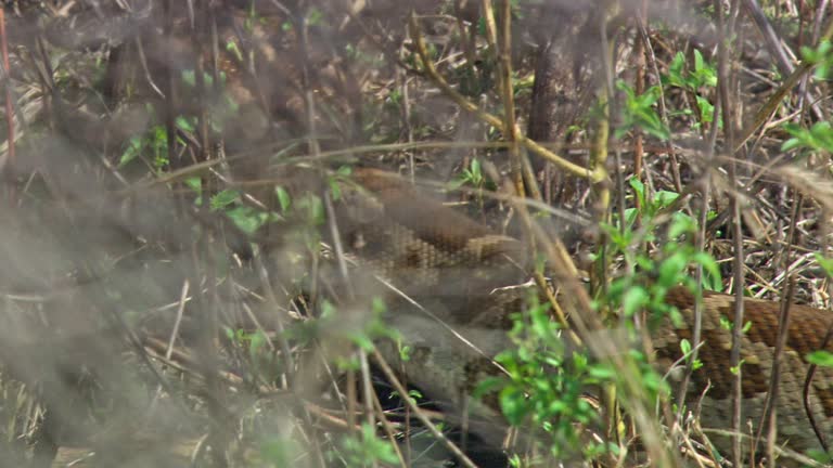Queen Python Snake 22 Queen Snake Stock Videos, Footage, & 4K Video Clips - Getty Images