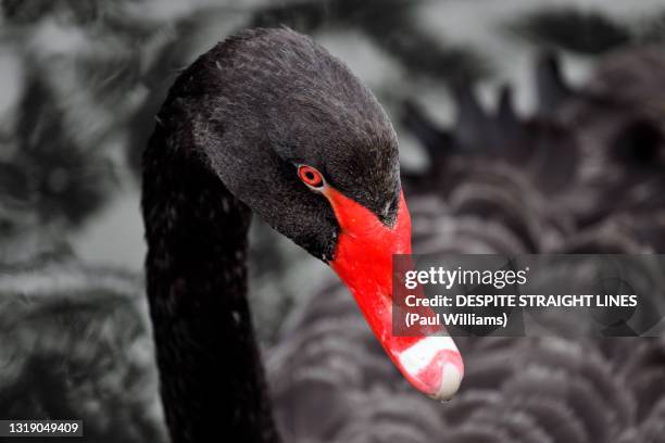 black swan (cygnus atratus) - black swans stock pictures, royalty-free photos & images