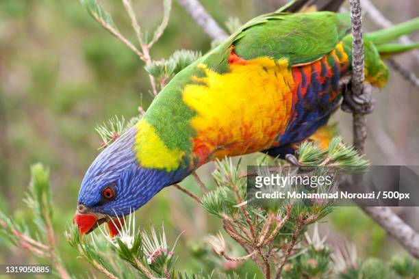 close-up of rainbow lorikeet perching on branch,canberra,new south wales,australia - canberra nature stock pictures, royalty-free photos & images