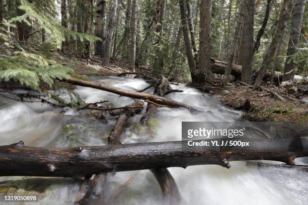 scenic view of waterfall in forest,great basin national park,nevada,united states,usa - großes becken stock-fotos und bilder
