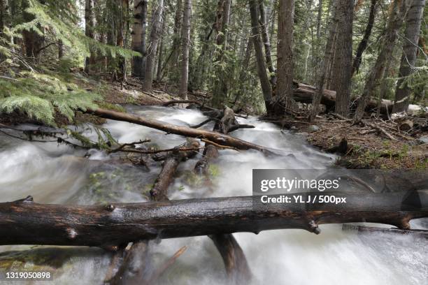 scenic view of waterfall in forest,great basin national park,nevada,united states,usa - great basin fotografías e imágenes de stock