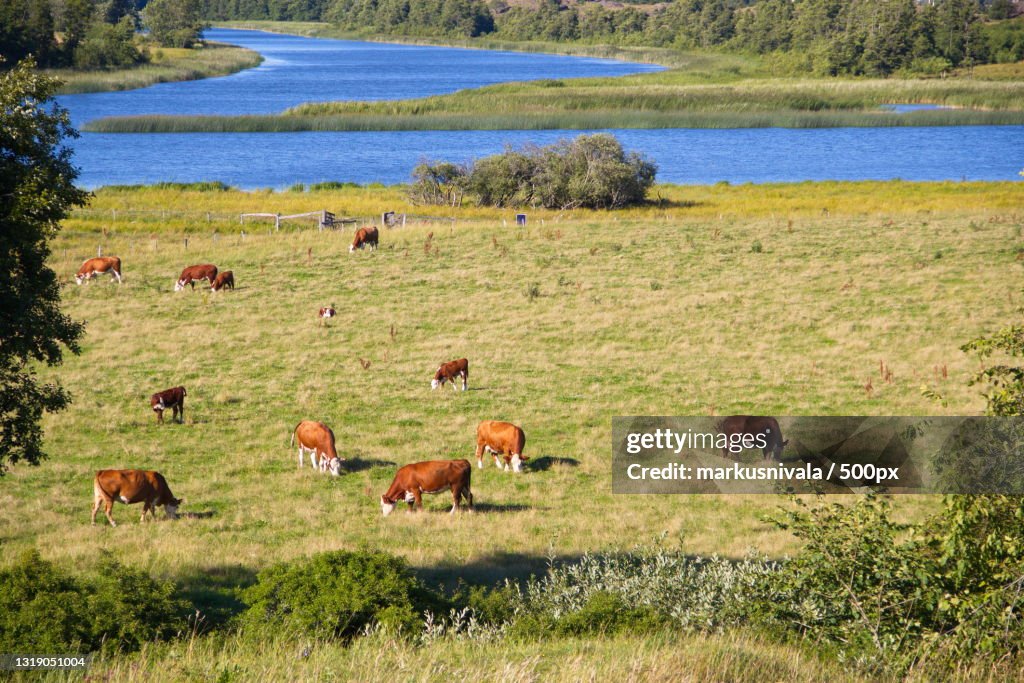 High angle view of cows grazing on field