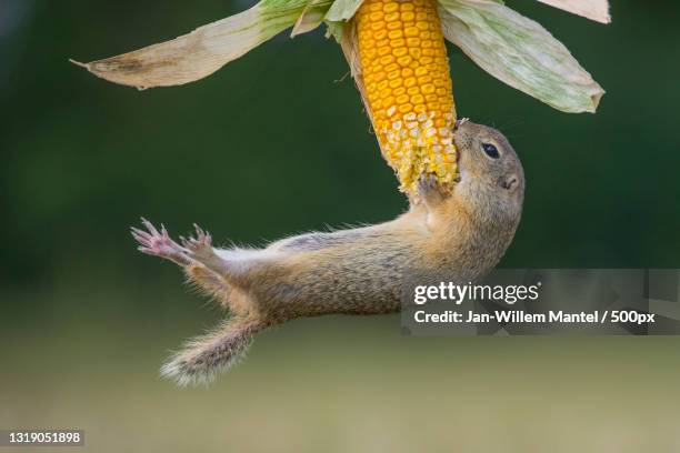 close-up of corn,gemeindegerasdorfbeiwien,austria - animal close up stock-fotos und bilder