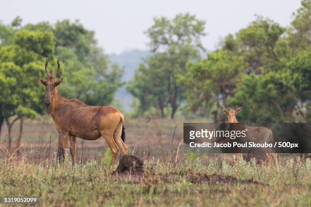 two deer standing on field,murchison falls national park,uganda - murchison falls national park stock pictures, royalty-free photos & images