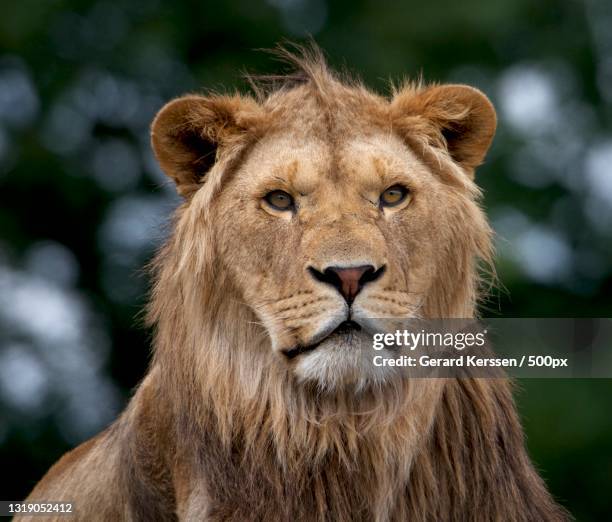 Mane Definition Mane Hair Photos and Premium High Res Pictures - Getty Images
