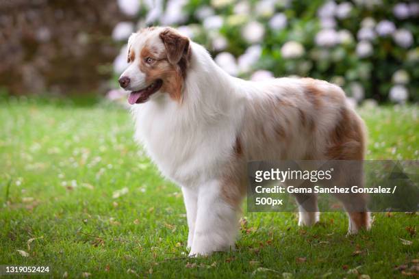 side view of australian shepherd standing on grassy field - australian shepherds stock pictures, royalty-free photos & images