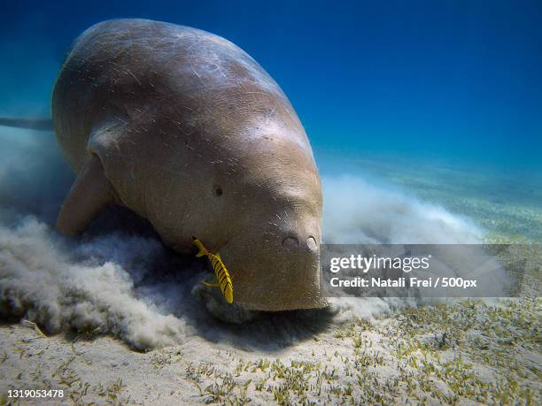 close-up of seal on blue seal - manatee stock-fotos und bilder