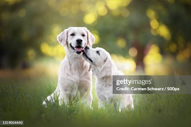 portrait of dogs sitting on field - golden retriever stock pictures, royalty-free photos & images
