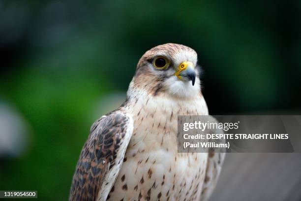 eye of the raptor - adult saker falcon (falco cherrug) - saker falcon falco cherrug stock pictures, royalty-free photos & images