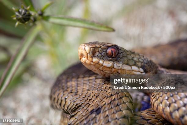 close-up of adder,holmsland klitvej,hvide sande,denmark - adder stock pictures, royalty-free photos & images