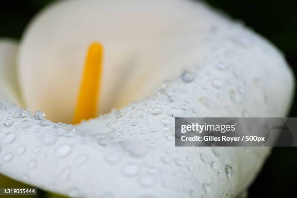 close-up of wet white flower,camberwell,victoria,australia - fleur macro stock pictures, royalty-free photos & images