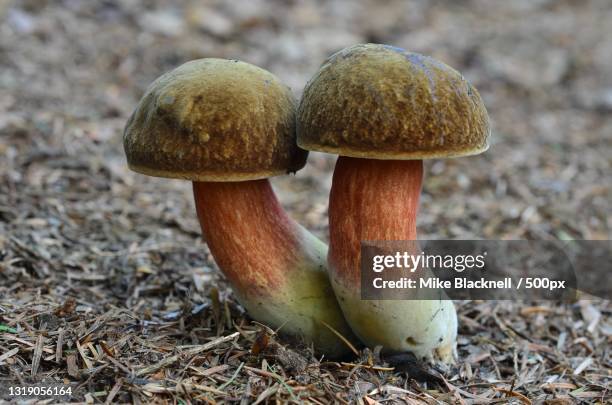 close-up of mushrooms growing on field - mike glad stock-fotos und bilder