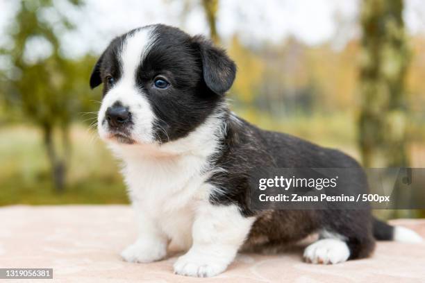 close-up of puppy sitting outdoors - cardigan welsh corgi stock pictures, royalty-free photos & images