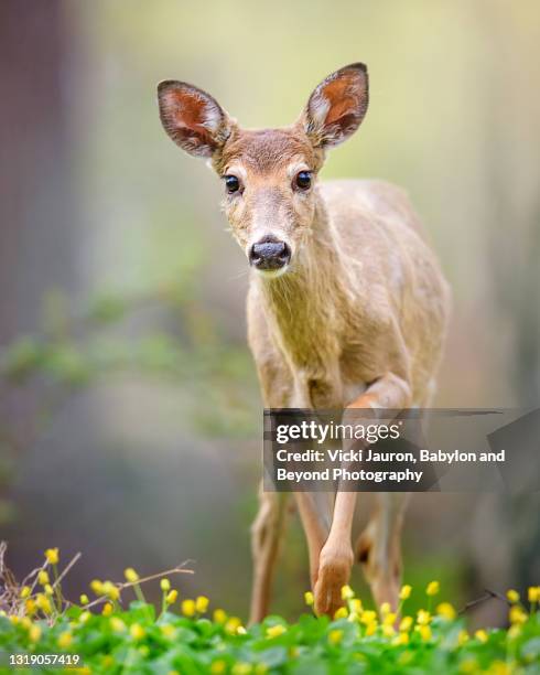 adorable portrait of young deer in yellow flowers in pennsylvania - famille du cerf photos et images de collection