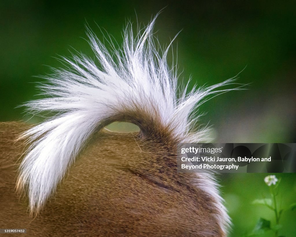 Cute Close Up of Deer Tail Fur in Pennsylvania
