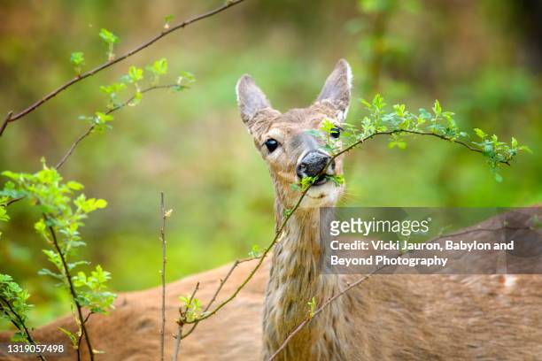 adorable  deer eating fresh branch in early morning in pennsylvania - deer eye stockfoto's en -beelden
