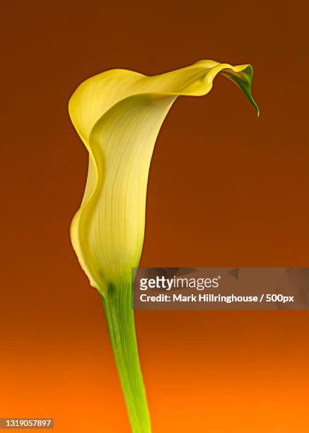 close-up of plant against yellow background - cala stock pictures, royalty-free photos & images