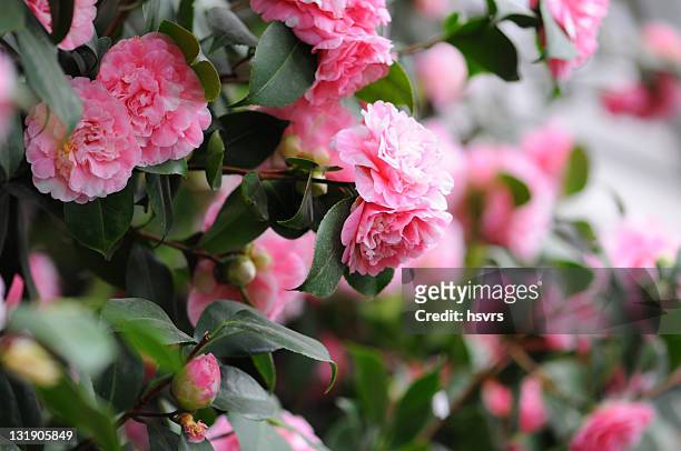 bush of japanese camellia (camellia japonica) - camellia stock pictures, royalty-free photos & images