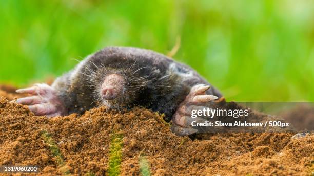 close-up of animal on sand - maulwurf stock-fotos und bilder