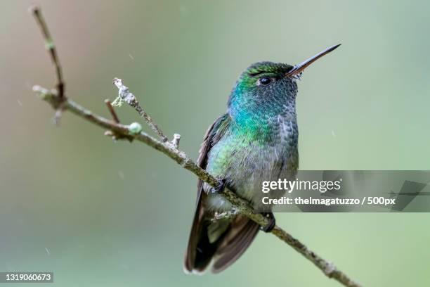 close-up of hummingbird perching on branch,miracatu,brazil - kolibri fotografías e imágenes de stock