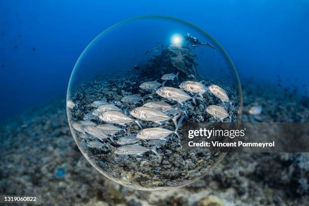 bigeye trevally fish - water walking ball stock pictures, royalty-free photos & images