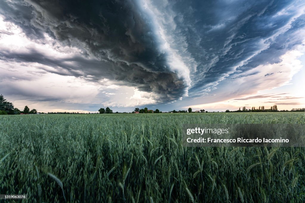 Stormy clouds gathering over green wheat field.