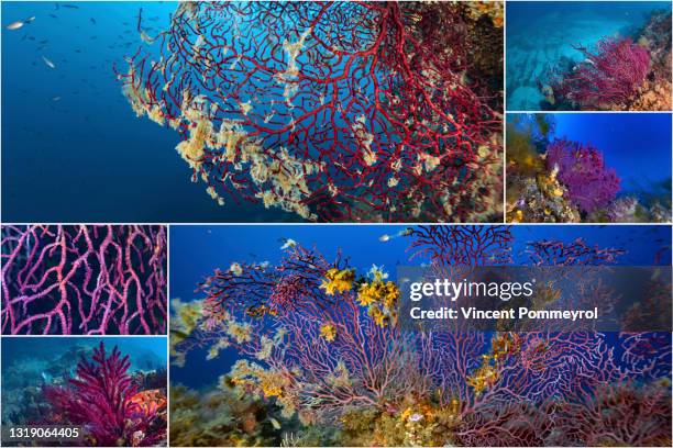 red gorgonian - hoornkoraal stockfoto's en -beelden