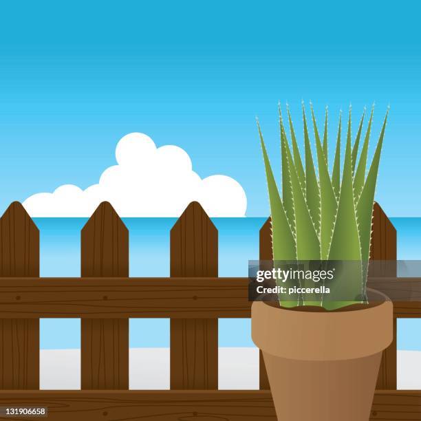 succulent plant in front of the sea. - palisade boundary stock illustrations