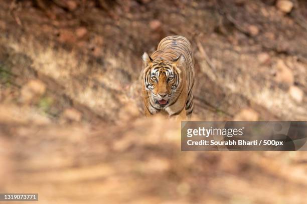 1,720 Animated Tiger Photos and Premium High Res Pictures - Getty Images