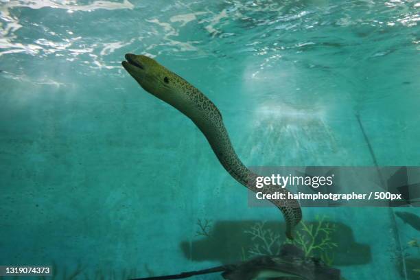 high angle view of snake swimming in sea - saltwater eel stockfoto's en -beelden